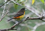 Flame-rumped Tanagerborder=